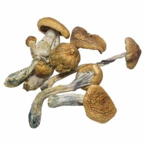 cubensis b+ magic-mushroom