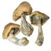 Cambodian Magic Mushroom for sale