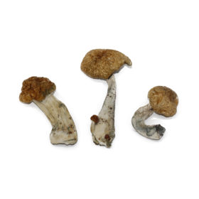 Hawaiian-Magic-Mushroom-For-Sale