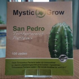 san-pedro-seeds-trichocereus-pachanoi