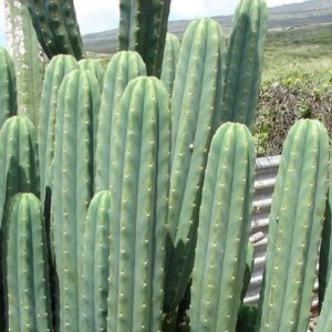 Buy San Pedro Cactus in USA